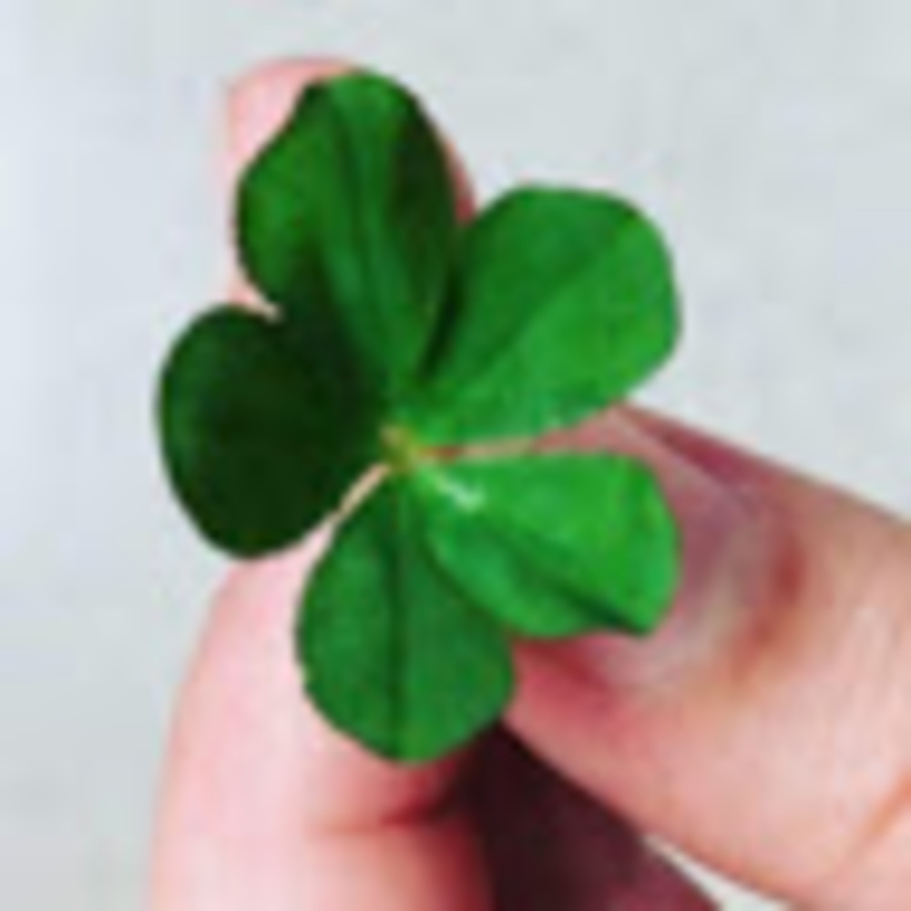 Meet your Posher, Cayleigh